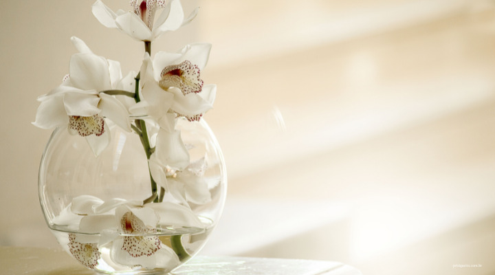 Como cuidar de orquídeas